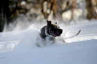Ophelia Horob Dog Snow 1-23-18 015