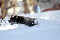 Ophelia Horob Dog Snow 1-23-18 014
