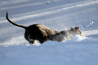 Ophelia Horob Dog Snow 1-23-18 017