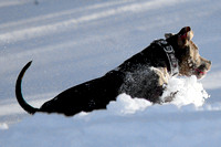 Ophelia Horob Dog Snow 1-23-18 018