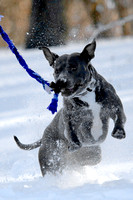 Ophelia Horob Dog Snow 1-23-18 016