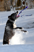 Ophelia Horob Dog Snow 1-23-18 019