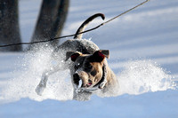 Ophelia Horob Dog Snow 1-23-18 020