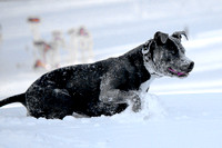 Ophelia Horob Dog Snow 1-23-18 002