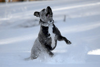 Ophelia Horob Dog Snow 1-23-18 003