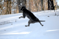 Ophelia Horob Dog Snow 1-23-18 004