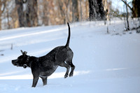 Ophelia Horob Dog Snow 1-23-18 005