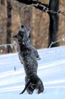 Ophelia Horob Dog Snow 1-23-18 006
