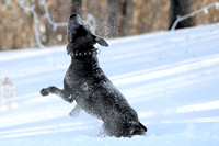 Ophelia Horob Dog Snow 1-23-18 007