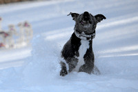Ophelia Horob Dog Snow 1-23-18 008