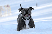 Ophelia Horob Dog Snow 1-23-18 009
