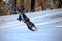 Ophelia Horob Dog Snow 1-23-18 010