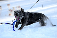 Ophelia Horob Dog Snow 1-23-18 011