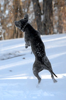 Ophelia Horob Dog Snow 1-23-18 013