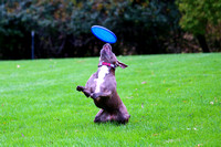 Ophelia Horob dog Frisbee 2018 06