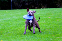 Ophelia Horob dog Frisbee 2018 07