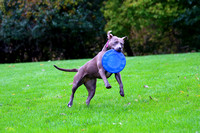 Ophelia Horob dog Frisbee 2018 10