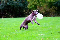 Ophelia Horob dog Frisbee 2018 14