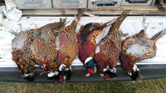 minot pheasant hunt 2014-10-23 17.52.15