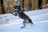 Ophelia Horob Dog Snow 1-23-18 012