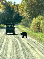 Grouse Hunting 2022 05 bear