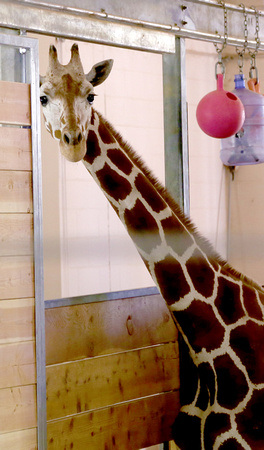 Como Zoo 2013 baby giraffe (1)